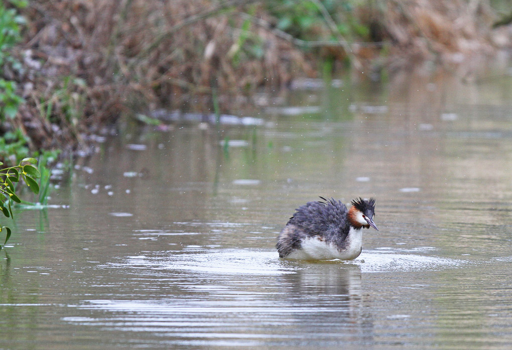 grebe toilette_modifié-1.jpg