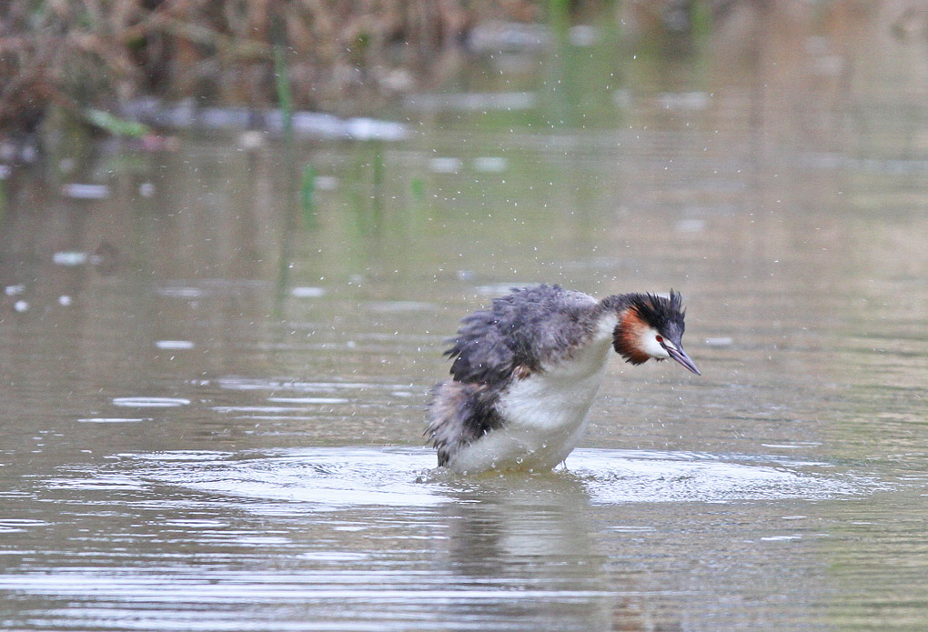 grebe toilette 2_modifié-1.jpg