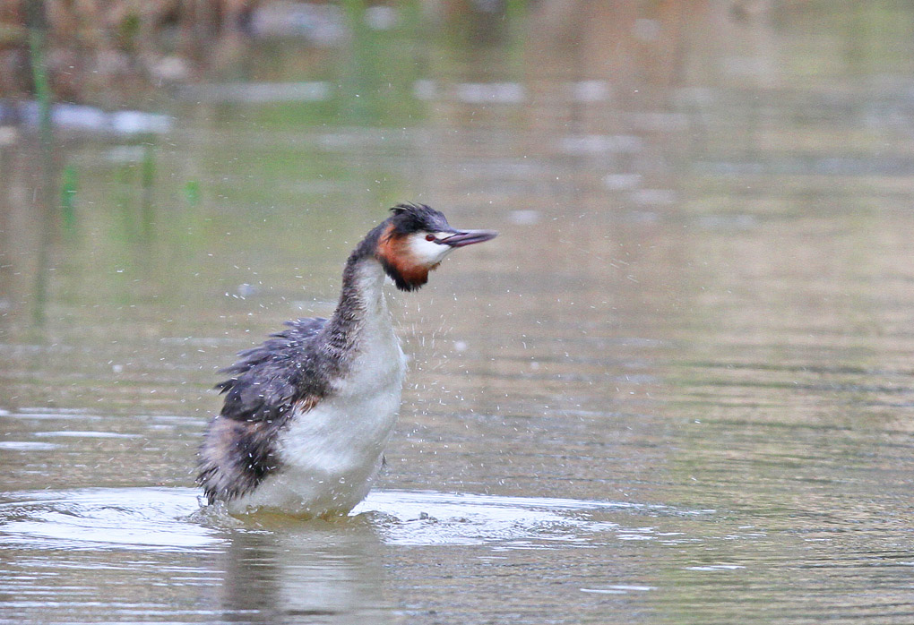 grebe toilette 3_modifié-1.jpg