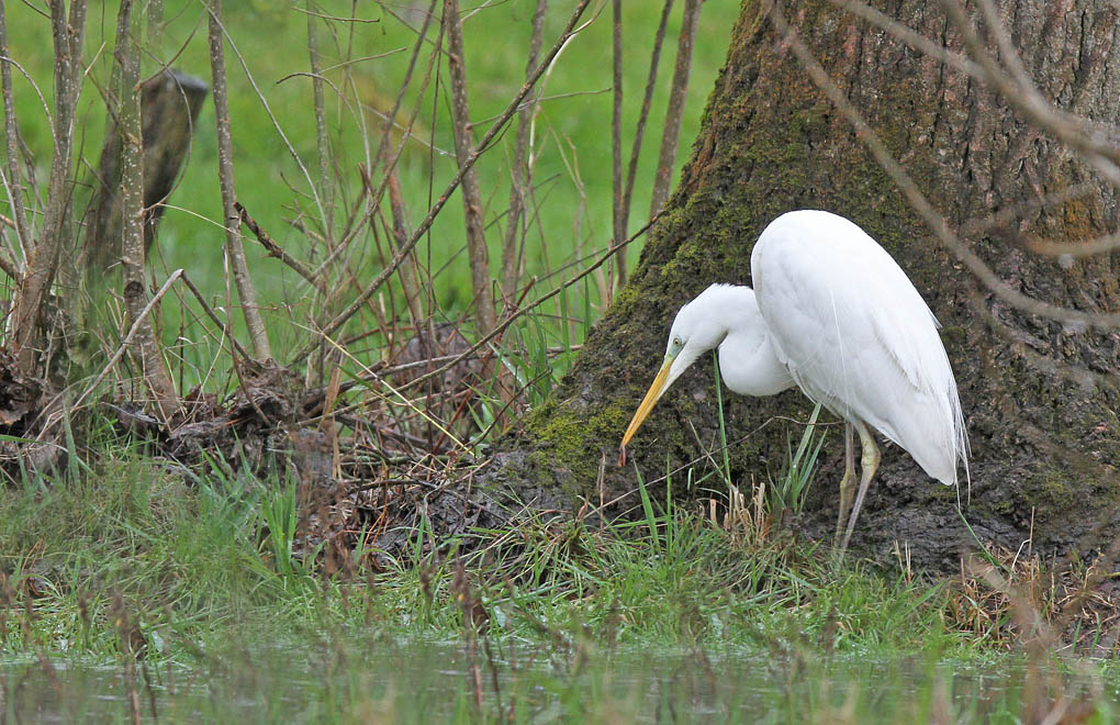 grande aigrette pluie1_modifié-1.jpg