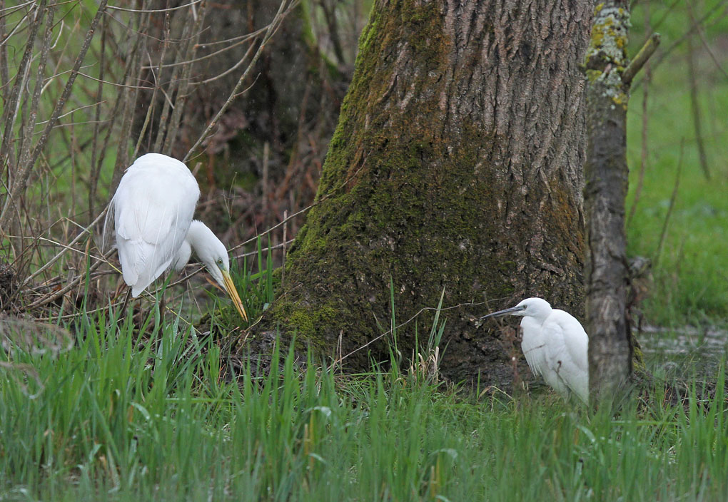 grande aigrette pluie3_modifié-1.jpg