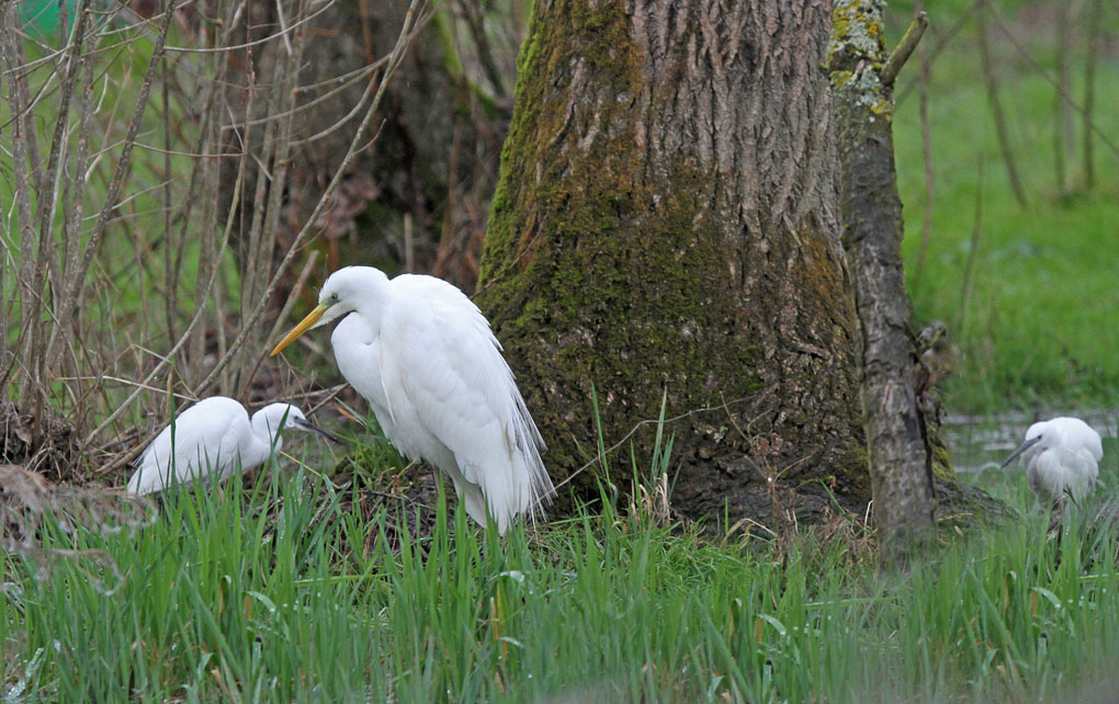 grande aigrette pluie4_modifié-1.jpg