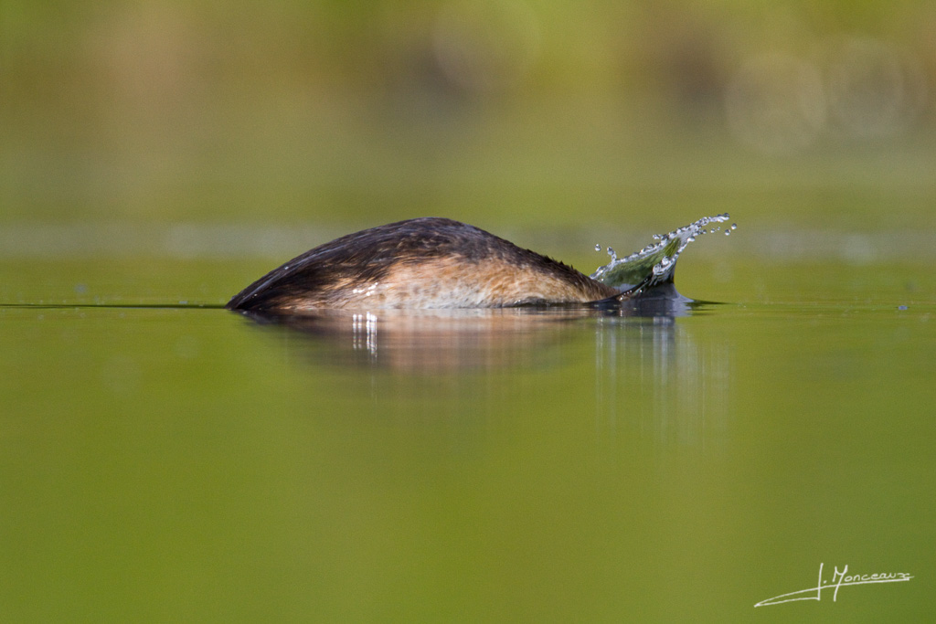 1024 pxforum I et N 2012-06 grebe huppé78.jpg