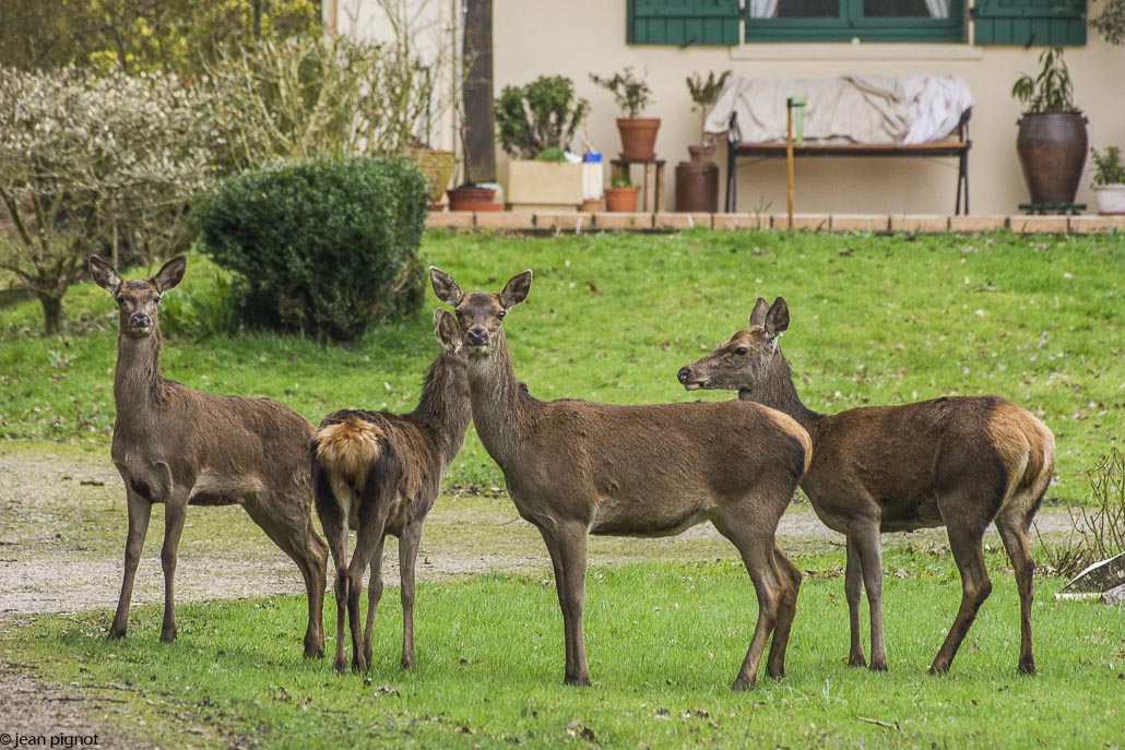 biche manssion-3.jpg