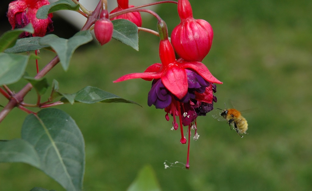 Abeille en approche.jpg