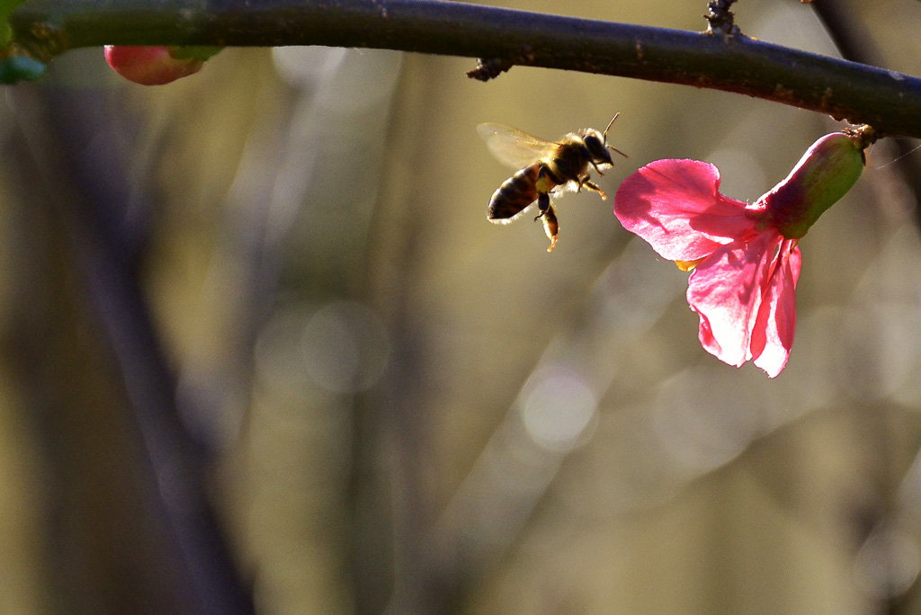 20-03-2014  Reims_23-2.jpg