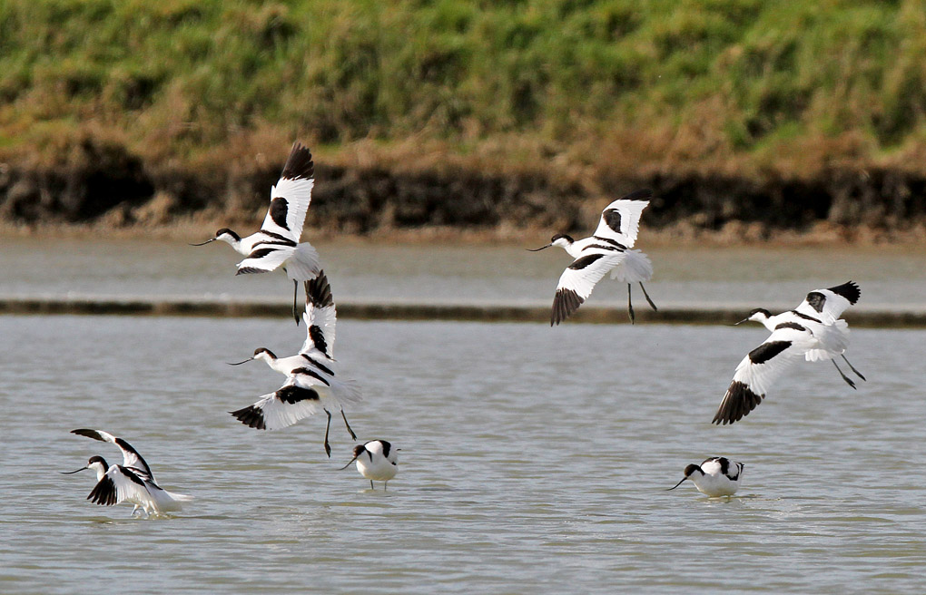 avocettes mars 2017_modifié-1.jpg