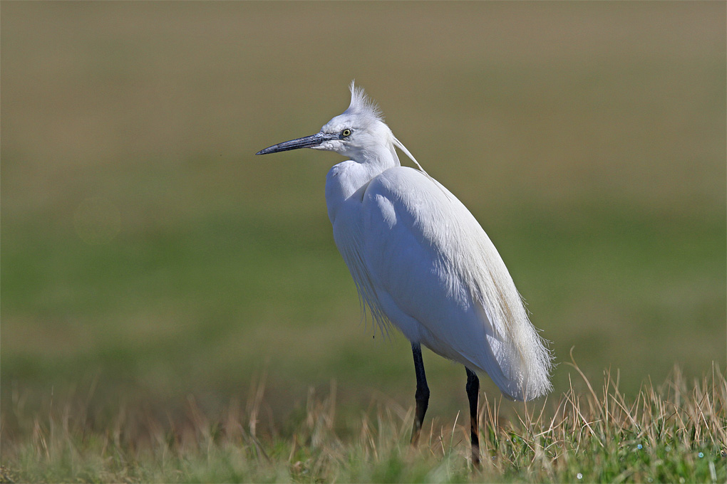 aigrette garzette mars 2 forum 2017.jpg