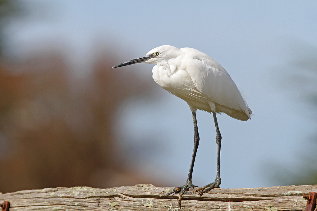 aigrette garzette mars 2017_modifié-1.jpg