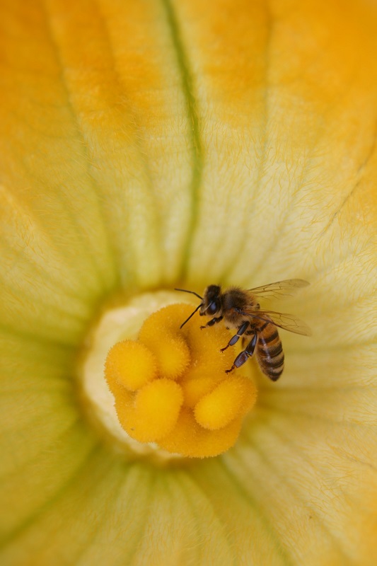 Apis_mellifera_2.jpg