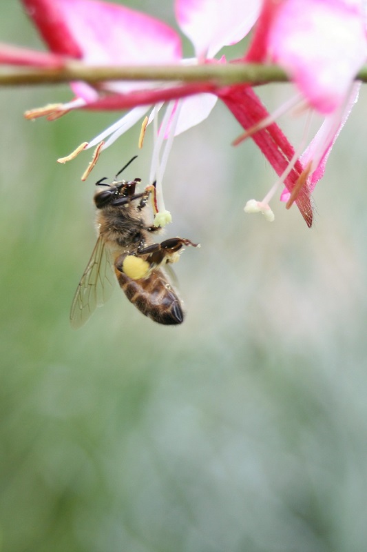 Apis_mellifera_3.jpg