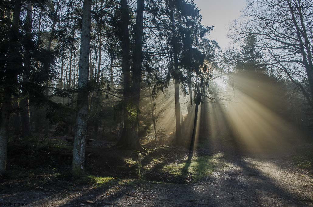 paysage de brume matinal.jpg