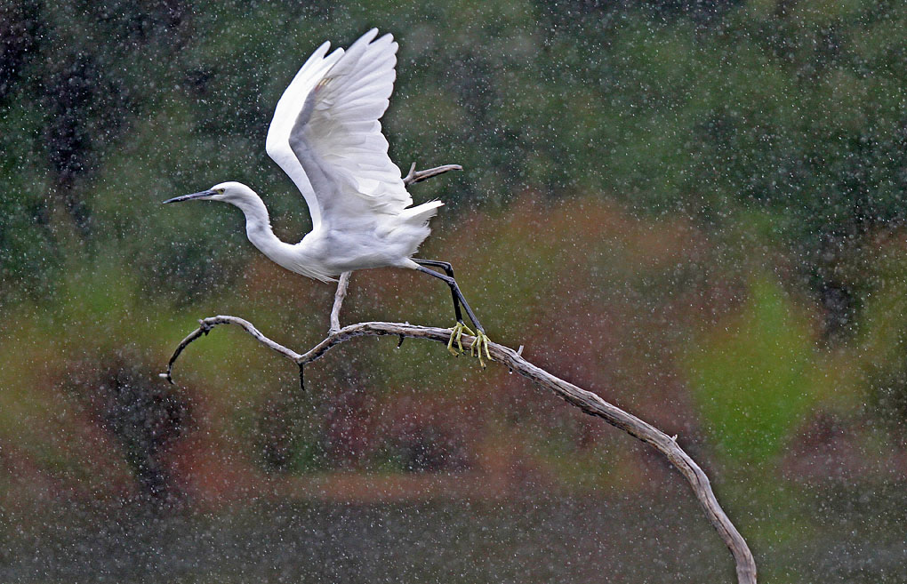 17 aigrette sous la pluie.jpg