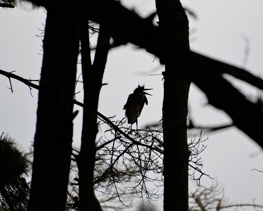 Silhouette_heron-2.jpg