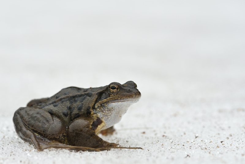 grenouille rousse 18.jpg