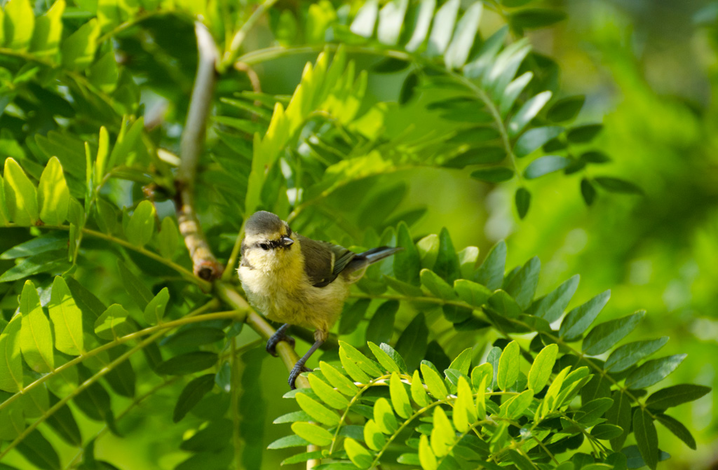 Mesange_bleue_juvenile_1.jpg