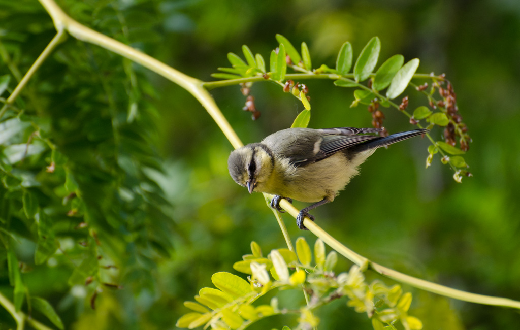 Mesange_bleue_juvenile_2.jpg