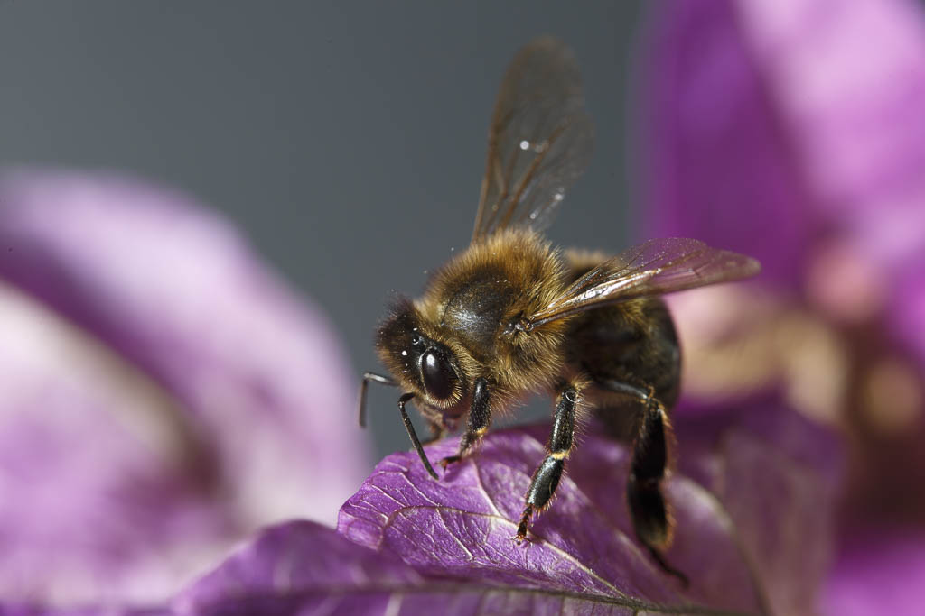 abeille #2.jpg