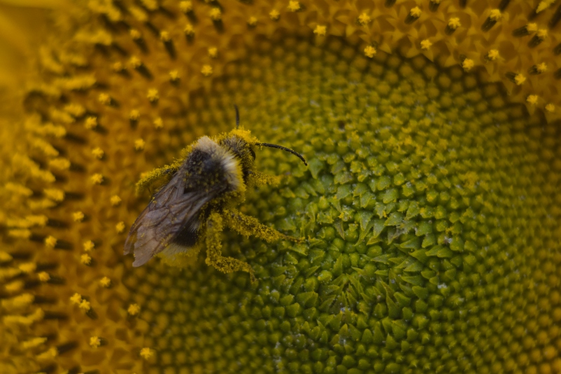 abeille butineuse 800.jpg