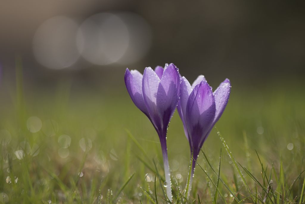 crocus2.jpg