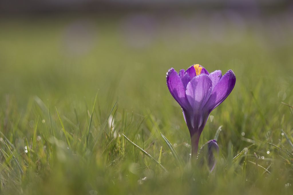 crocus3.jpg