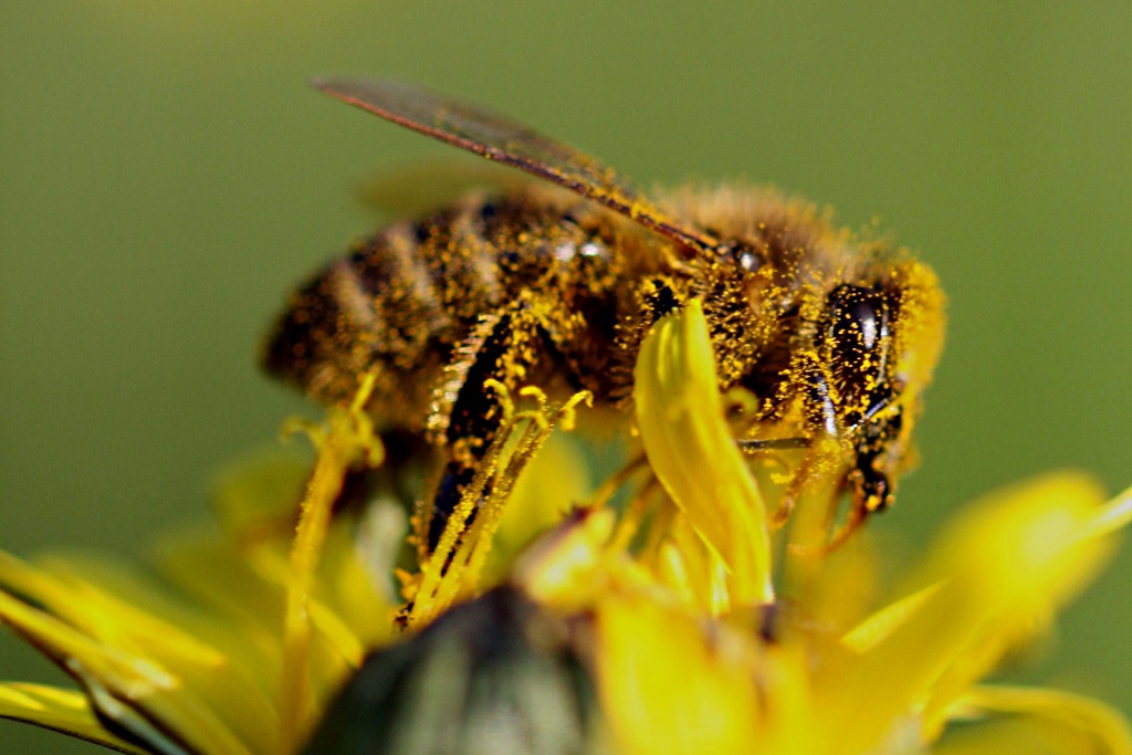 abeilles 2.jpg