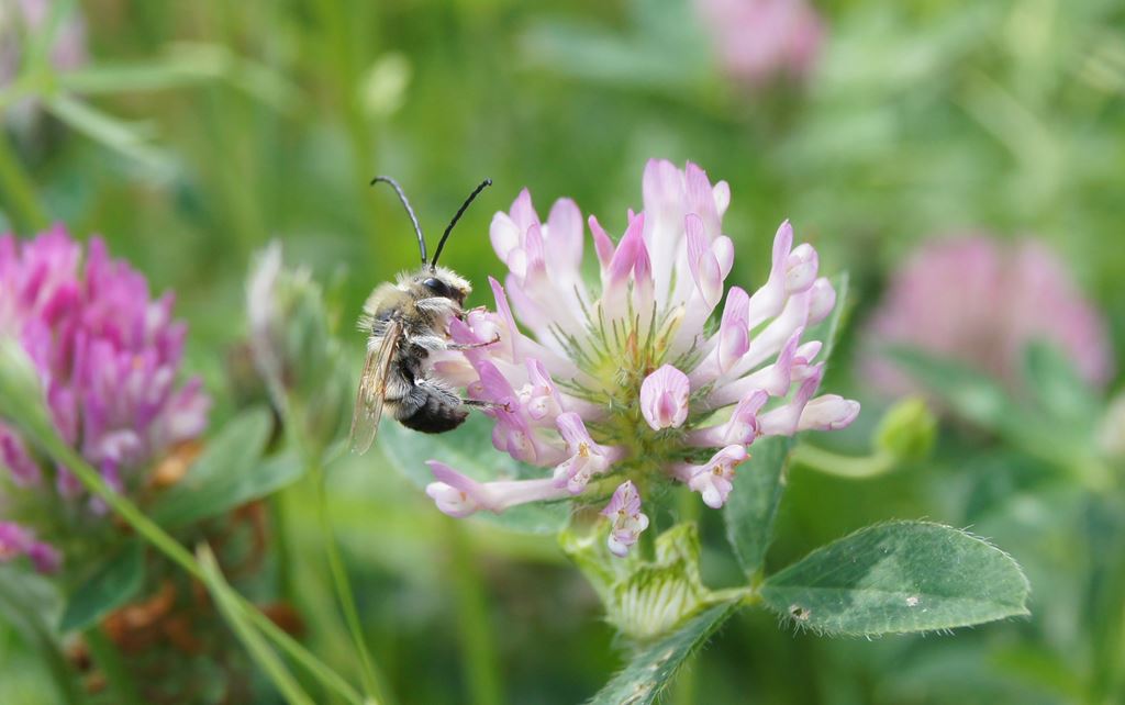 _copie-0_abeille sur trèfle.jpg