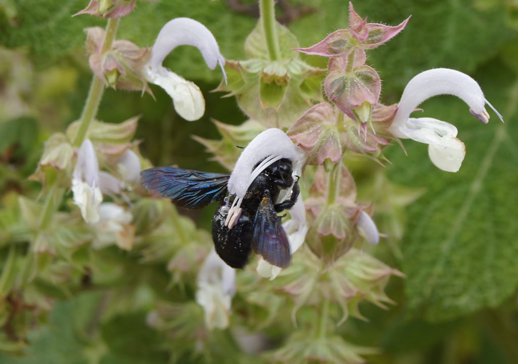 _copie-0_abeille charpentière 1.jpg