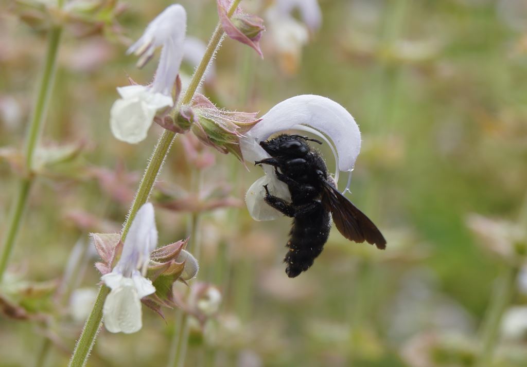 _copie-0_abeille charpentière 2.jpg