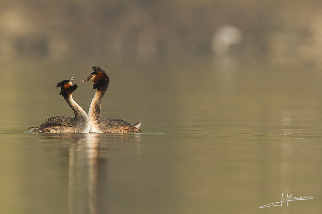 forum I et N netté reportage grebe huppé forum I et N 2014-03 (2) grebe huppé 011.jpg