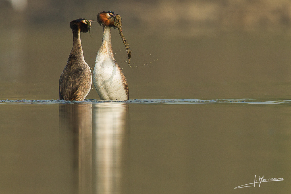 forum I et N netté reportage grebe huppé forum I et N 2014-03 (2) grebe huppé 017.jpg