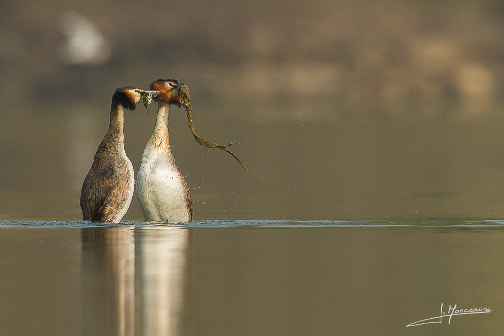 forum I et N netté reportage grebe huppé forum I et N 2014-03 (2) grebe huppé 018.jpg