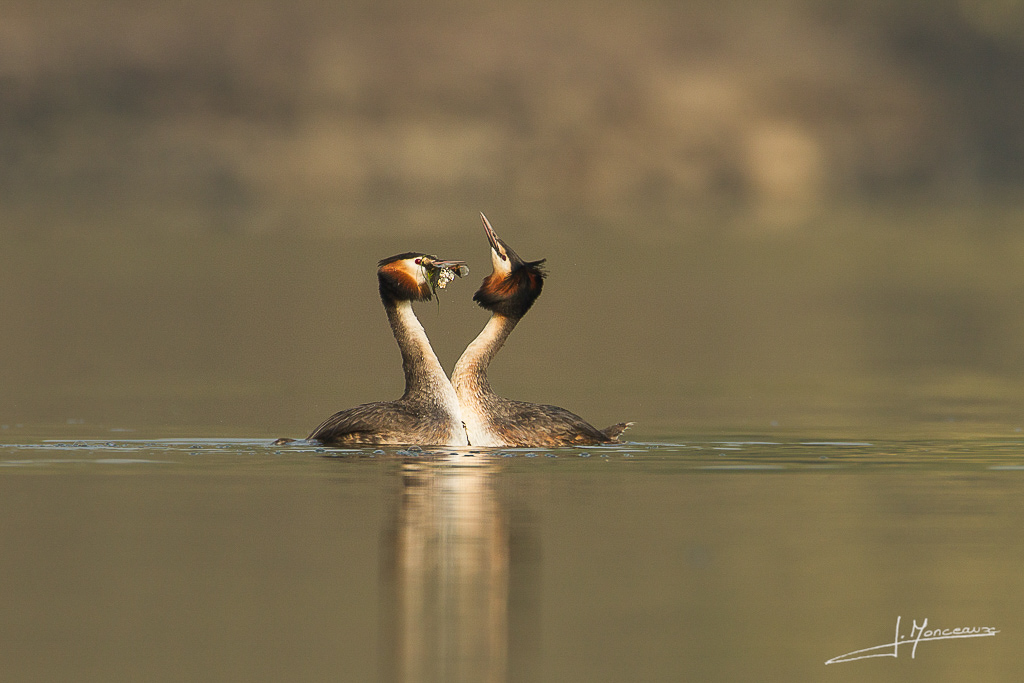 forum I et N netté reportage grebe huppé forum I et N 2014-03 (2) grebe huppé 020.jpg