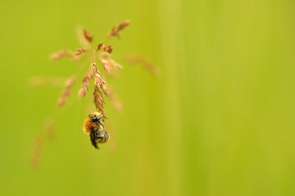Trachusa byssina ( abeille sauvage).JPG