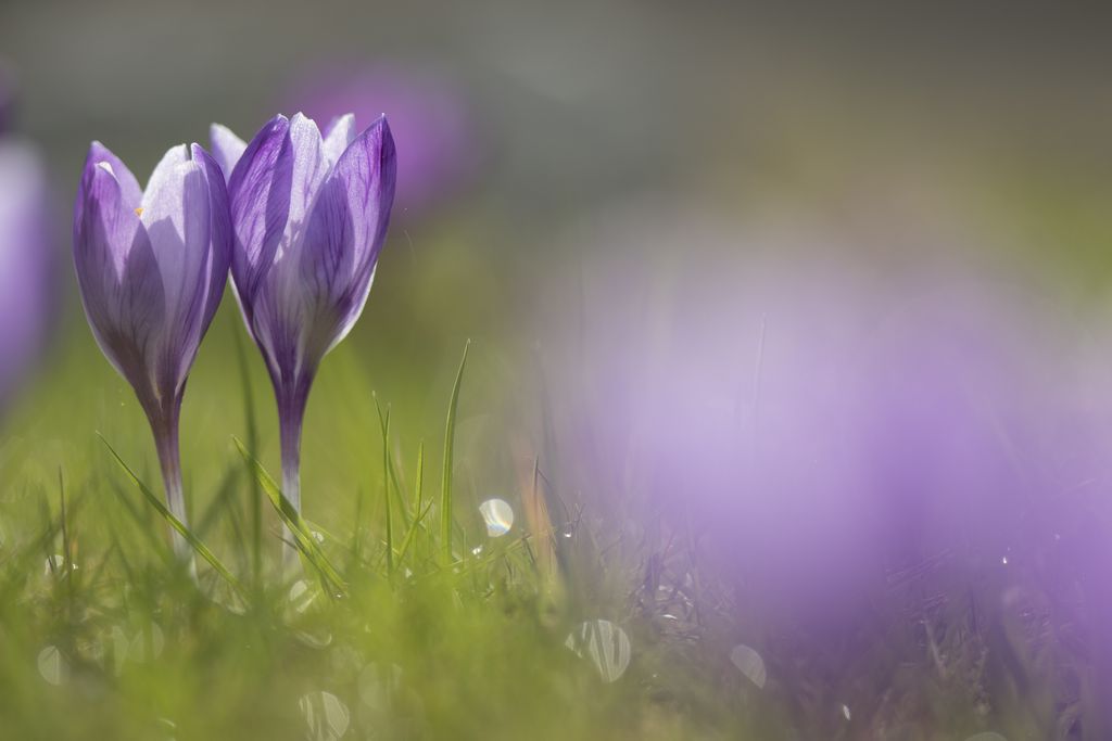 crocus4.jpg