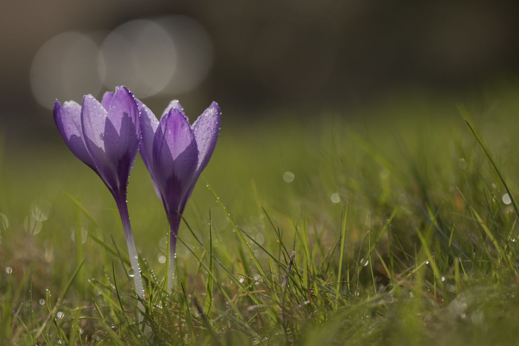 crocus5.jpg