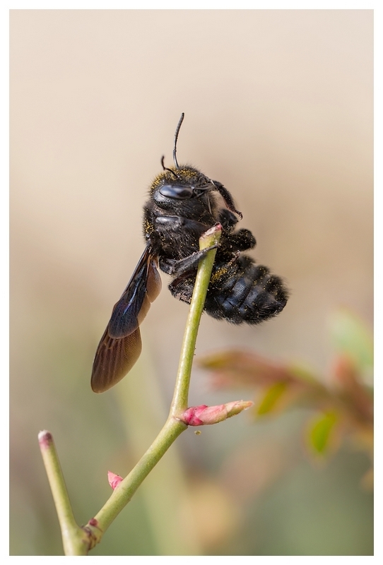 abeille charpentière 1.jpg