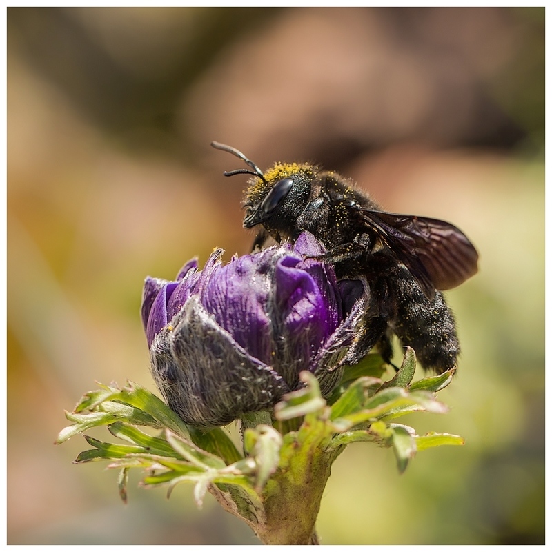 abeille charpentière 2.jpg