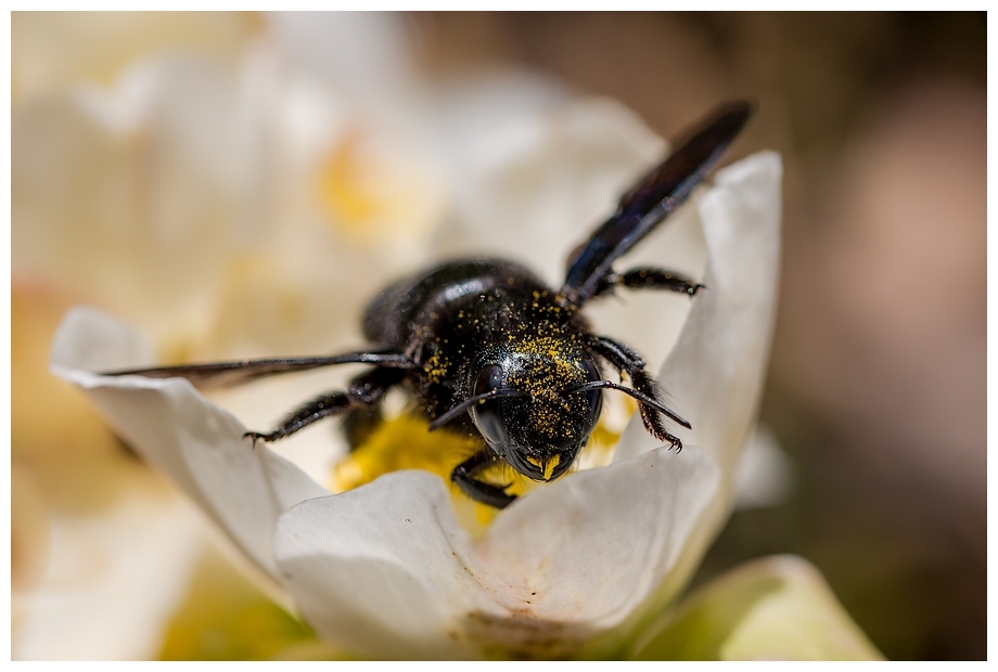 abeille charpentière 3.jpg