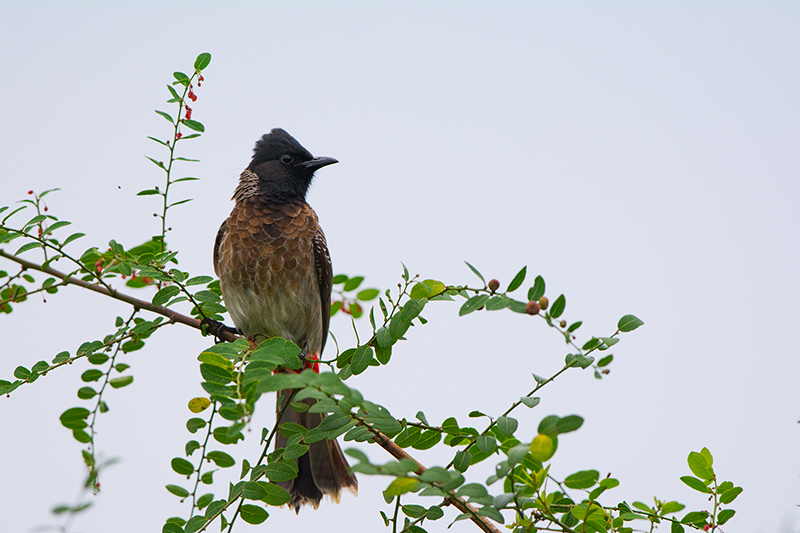 10-Bulbul à ventre rouge.jpg