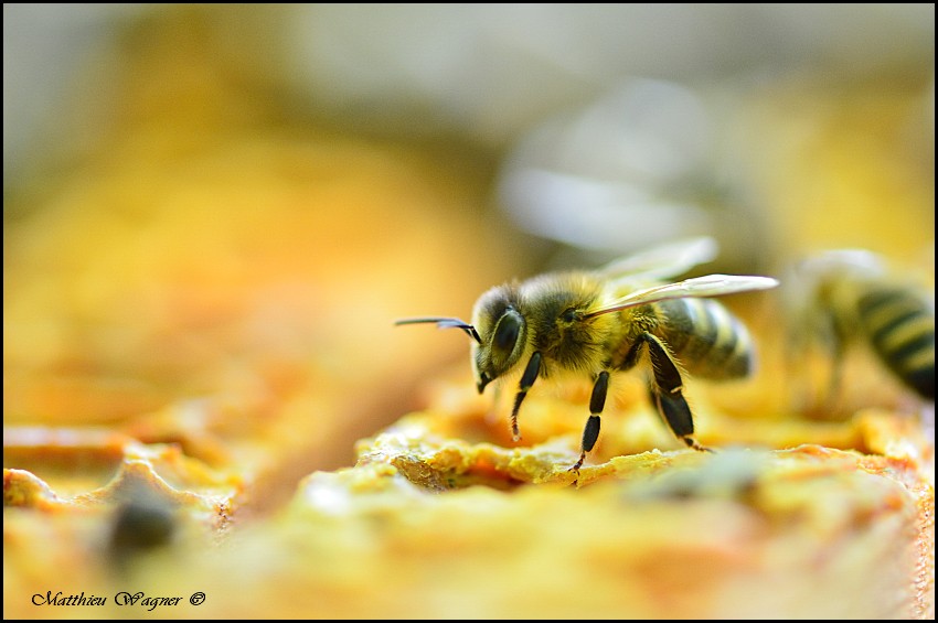 Apis mellifera 1-border.jpg