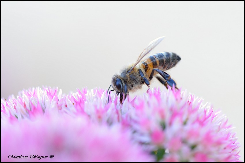 Apis mellifera 2-border.jpg