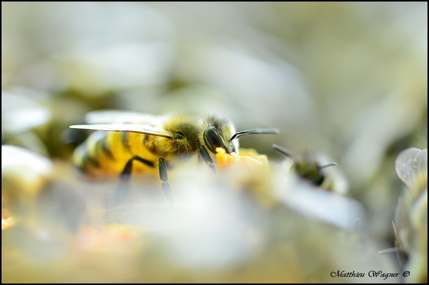 Apis mellifera-border.jpg