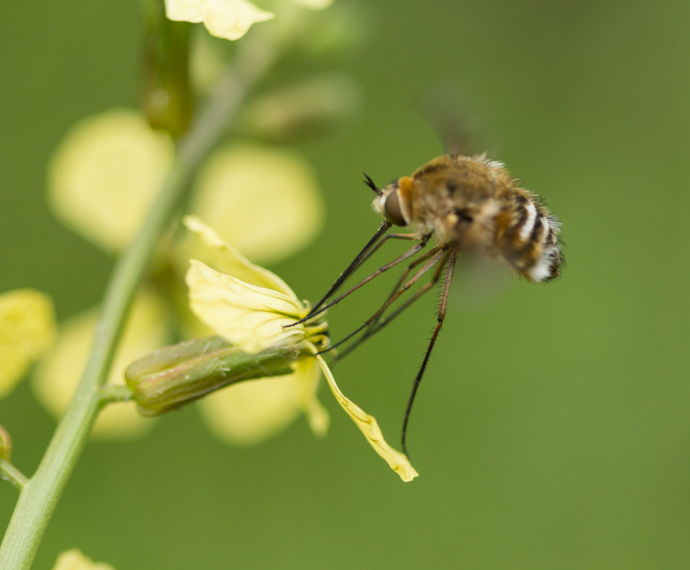 Abeille sur fleur de roquette.JPG