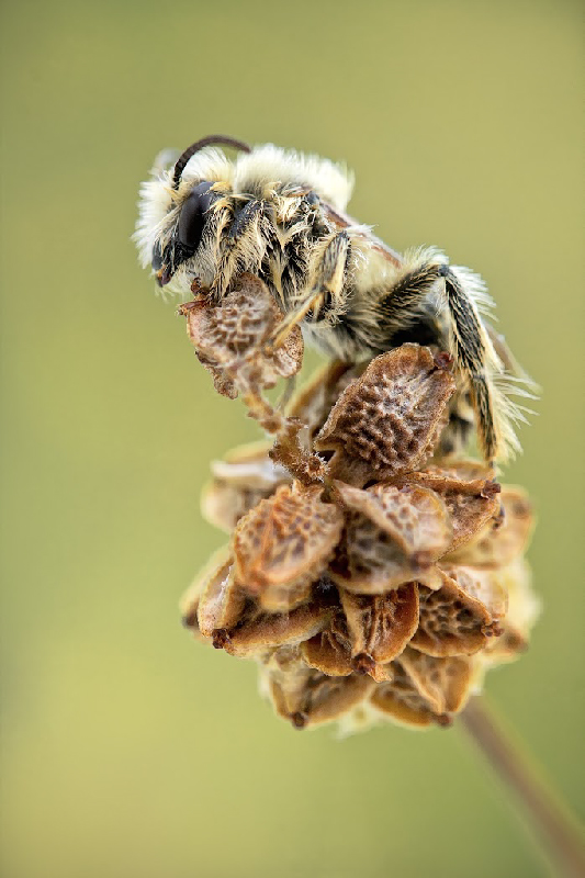 abeille-1.jpg