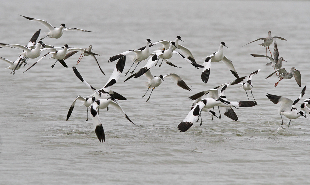 vol avocettes_modifié-1.jpg