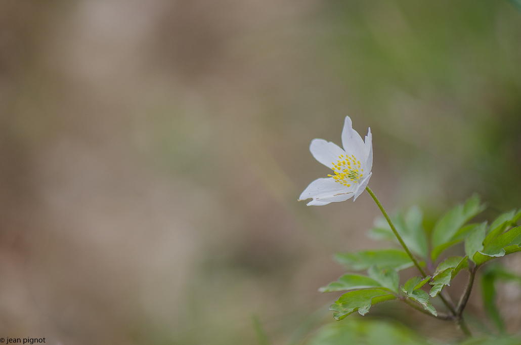 anemone-2.jpg