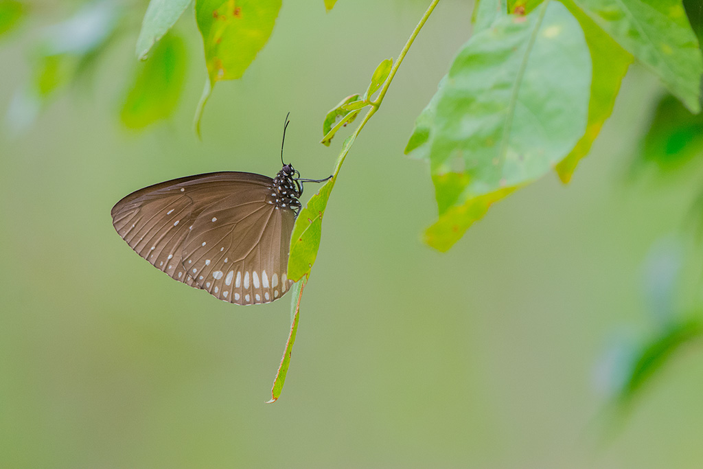 45-Papillon (à déterminer).jpg