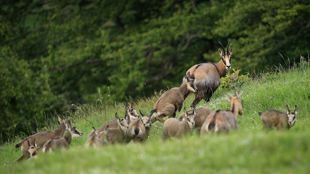 Crèche au sommet du Hohneck (Vosges).jpg