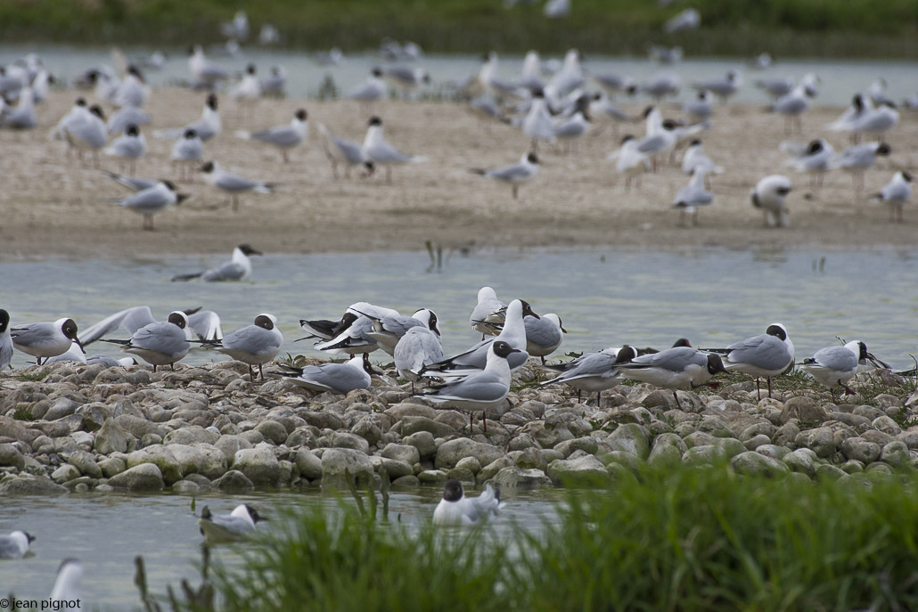 mouette-2.jpg